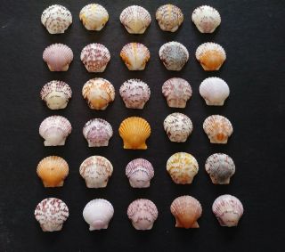 30 Bright Colored Scallop Sea Shells From Sanibel Island.