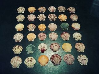 36 Bright Multi Colored Scallop Sea Shells From Sanibel Island.