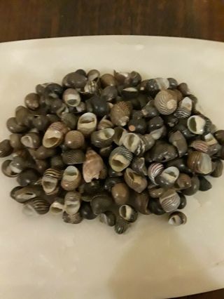 150,  Zebra Snails Nerites Shells Sea Shell Seashell 4 Oz Bag