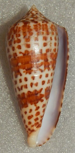 Seashell Conus Lynceus 73.  5mm