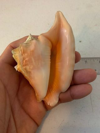 Pink Queen Conch Sea Shell Strombus Lobatus Gigas 3