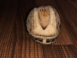 Zuni Carved Tagua Nut Eagle Fetish Signed by Alvert Lamy - Native American 3
