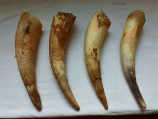4 - Raw Unfinished Cow Horn Scrimshaw Carving Craft Decor 10 " Long