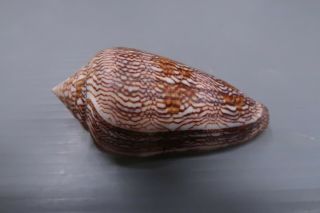 Conus Textile Cholmondeleyi - Zanzibar 58.  9 F,  /gem - Z3433