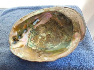Large Iridescent Mother Of Pearl Abalone Sea Shell 9 " X 7 " (1)