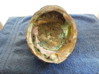 Large Iridescent Mother of Pearl Abalone Sea Shell 9 