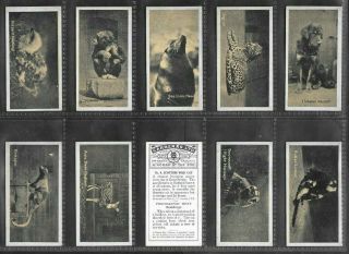 Carreras 1925 (zoo Animals) Full 50 Card Set  A Kodak At The Zoo 2nd