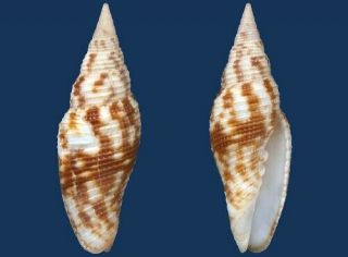 Shell Mitra Interlirata Seashell