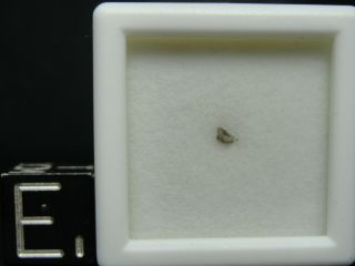 Meteorite Nwa 6963 Achondrite Martian Shergottite - G201 - 0255 - Micro - Gem Case