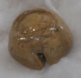 SHELL Cypraea (Barycypraea) caputviperae 49.  9mm 2