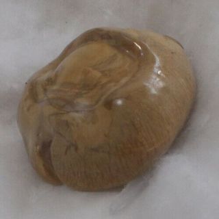 SHELL Cypraea (Barycypraea) caputviperae 49.  9mm 3