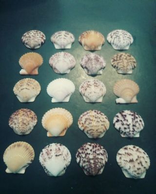 20 Large Scallop Sea Shells From Sanibel Island.