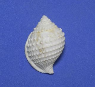Seashell/galeoocorys Leucodoma 41mm.  Deep Water.  Taiwan