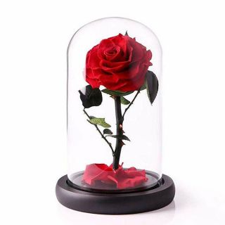 Hot Beauty And The Beast Rose Red Real Flower And Glass Dome Enchanted Rose Gift