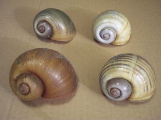 One Med - Large Apple Snail Shell / Hermit Crab Shell / Aquarium Decor