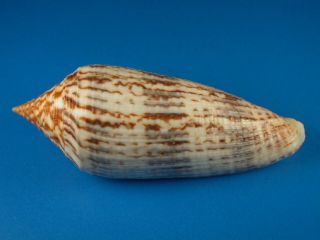 Conus Australis,  Pattern,  Large 83.  6mm,  East China Sea Shell