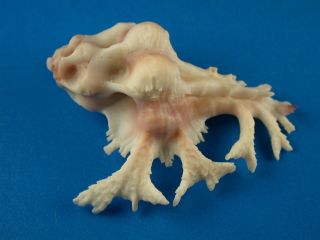Murex (homalocantha) Pele,  Fronds,  43.  4mm,  Hawaii