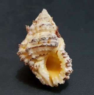 Seashell Bursa Tuberosissima 40.  2 Mm.