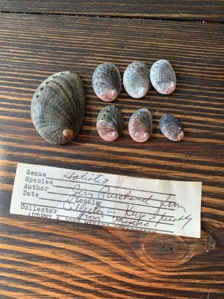 7x Haliotis Seashells