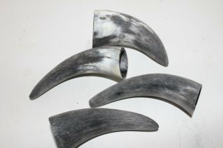 4 Cow Horn Tips.  V4d86.  Raw,  Unfinished Cow Horns. , .