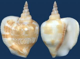 Shell Strombus Sibbaldi Seashell