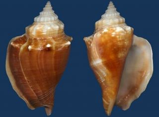 Shell Strombus Alatus Seashell