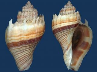 Shell Melongena Corona L Seashell