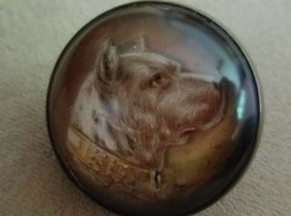 Vintage Rare Pitbull Dog Face Horse Bridle Brass Rosette Button Canine Pit Bull