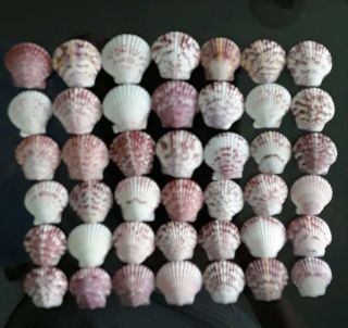 42 Multi Colored Scallop Sea Shells From Sanibel Island