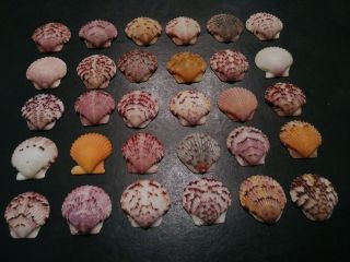 30 Multi Colored Fancy Scallop Sea Shells From Sanibel Island
