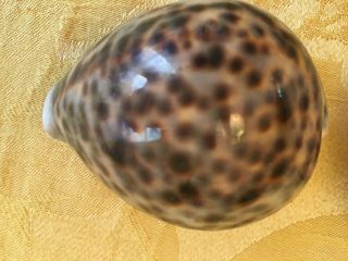 3 Large Tiger Cowrie Shell (Cypraea Tigris) 3 