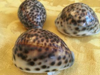 3 Large Tiger Cowrie Shell (Cypraea Tigris) 3 