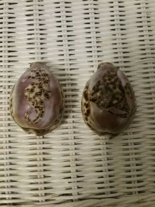2 Hand Carved Tiger Cowrie Sea Shells - Seahorse,  Fish