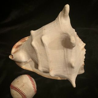 Very Large Helmet Conch Seashell Hawaii 11 " High By 7 3/4 " Wide