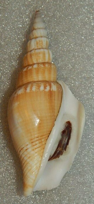 Seashell Doxander Vittatus Entropi 80.  4mm W/o