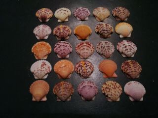 25 Bright Colorful Scallop Sea Shells From Sanibel Island.