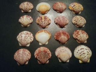 16 Large Colorful Scallop Sea Shells From Sanibel Island