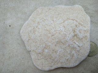 Very big Flat Beach Natural Pebble Round Stone Rock from Israel Special Offer 2