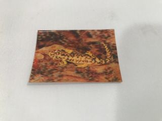 Rare Cracker Jacks Lenticular 3 - D Card Canadian Issue Eastern Tiger Salamander