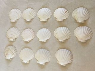 Large Queen Scallop Sea Shells Fan Natural Sea Shell 5”,  Home Decor Craft