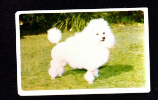 Vintage Swap Card - Golden Fleece Dog Series - Poodle