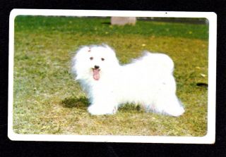 Vintage Swap Card - Golden Fleece Dog Series - Maltese
