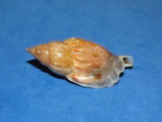 Seashells Strombus Dentatus,  Shells Str617