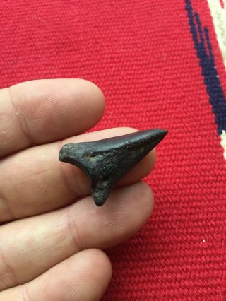 Indian Artifacts / Rare Worked Kentucky Shark Tooth / Authentic Arrowheads