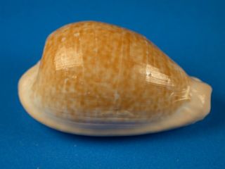 Cypraea Fuscodentata,  Pattern,  33.  2mm,  South Africa Shell