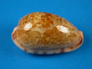 Cypraea Vredenburgi,  Pattern,  27.  2mm,  Indonesia Shell