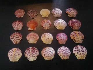 20 Multi Colored Scallop Sea Shells From Sanibel Island