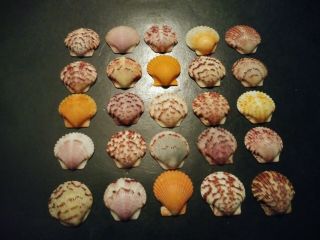 25 Multi Colored Scallop Sea Shells From Sanibel Island.