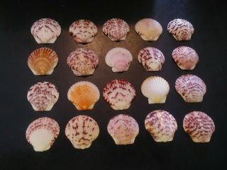 20 Multi Colored Scallop Sea Shells From Sanibel Island.