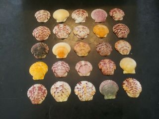 25 Fancy Colored Scallop Sea Shells From Sanibel Island